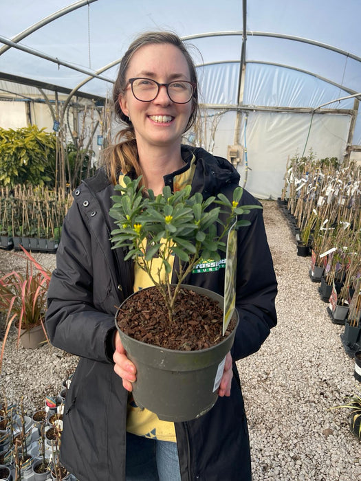 Daphne Royal Crown 2 Litre Pot