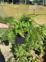 Dryopteris Filix- Mas 5 Litre Pot