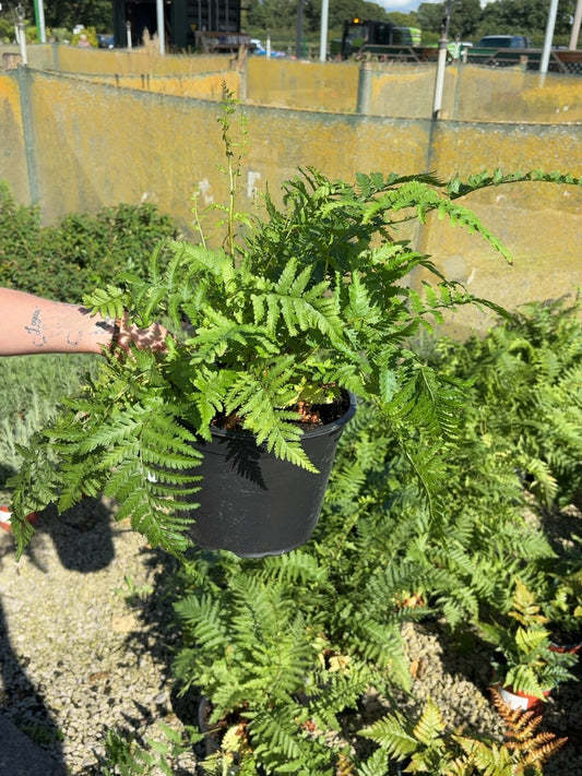 Dryopteris Filix- Mas 5 Litre Pot