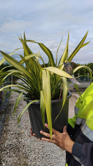 Phormium Yellow Wave 15 Litre Pot