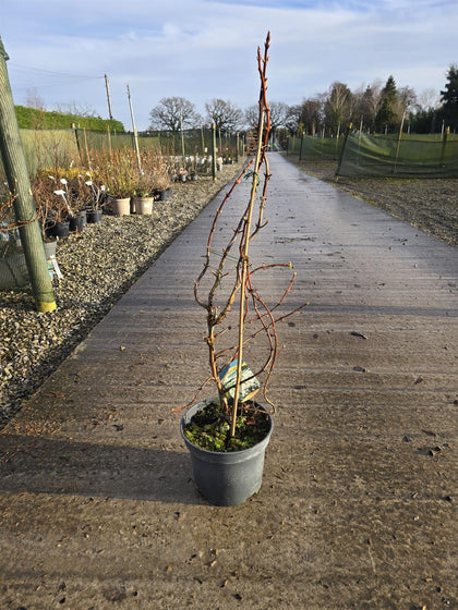Hydrangea Petiolaris 5 Litre Pot