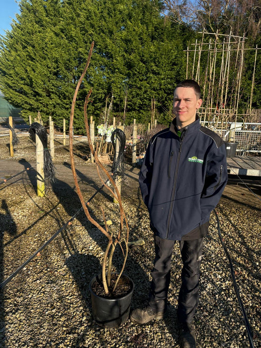 Rhus Typhinia Dissecta 20 Litre Pot 200cm Plus