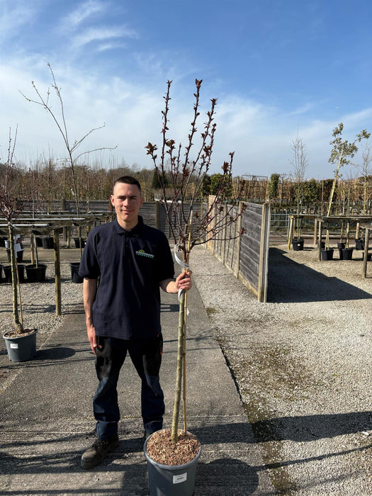 Malus Royalty Half Standard 15 Litre Pot