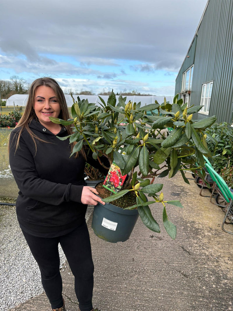 Rhododendron Hybrid Nova Zembla 12 Litre Pot