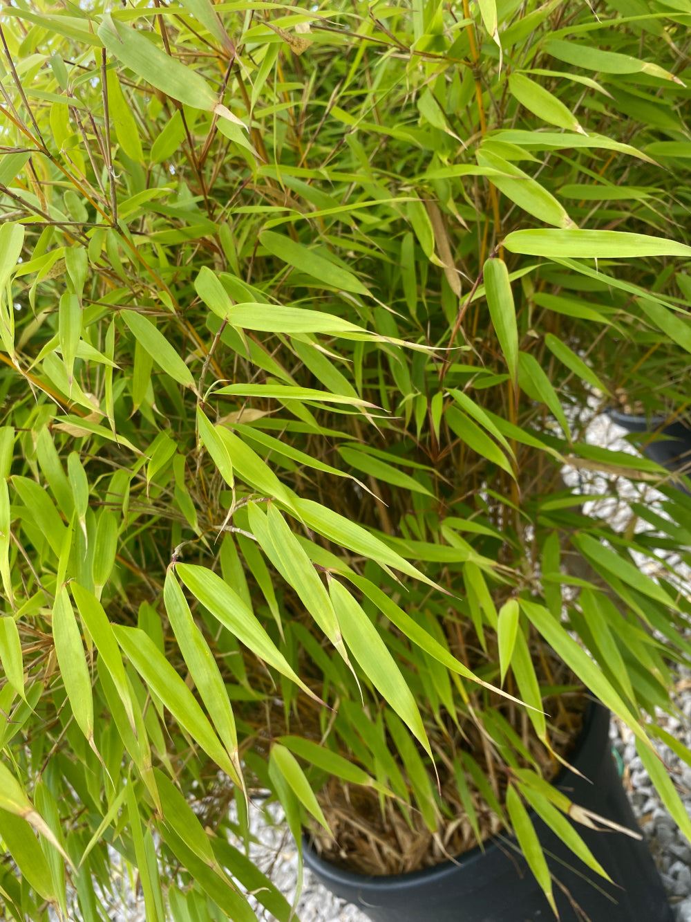 Bamboo Fargesia Ganzo 9 Litre Pot
