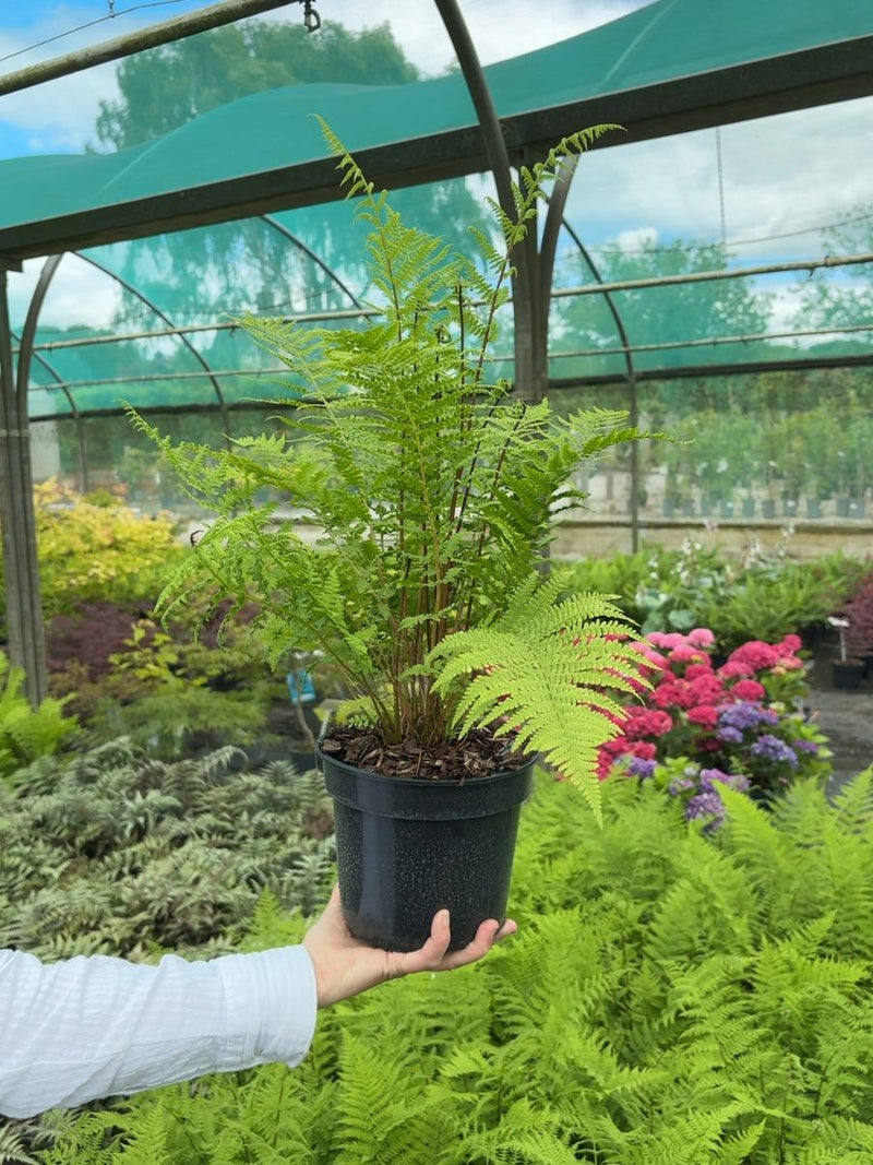Athyrium filix-femina 'Lady in Red' - Lady Fern 3 Litre Pot