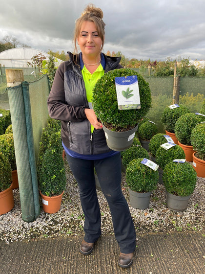 Buxus Ball 5 Litre Pot 25-30cm