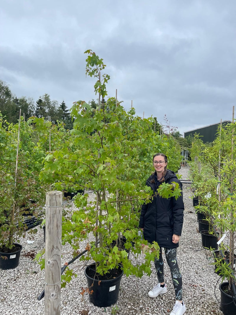 Liquidambar styraciflua 30 Litre Pot
