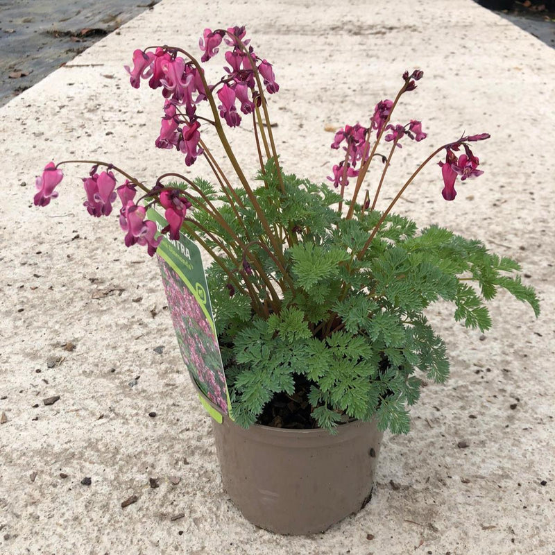Dicentra Pink Diamonds 2 Litre Pot