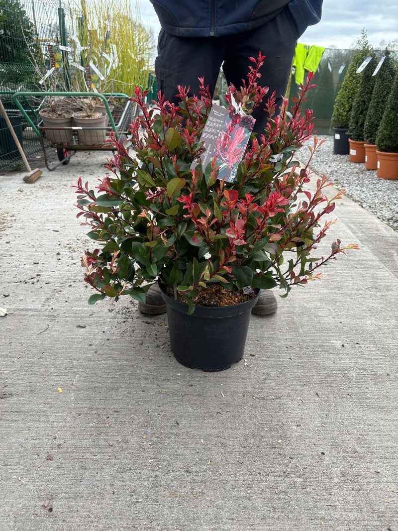 Photinia Fraseri Little Red Robin 1/2 Std