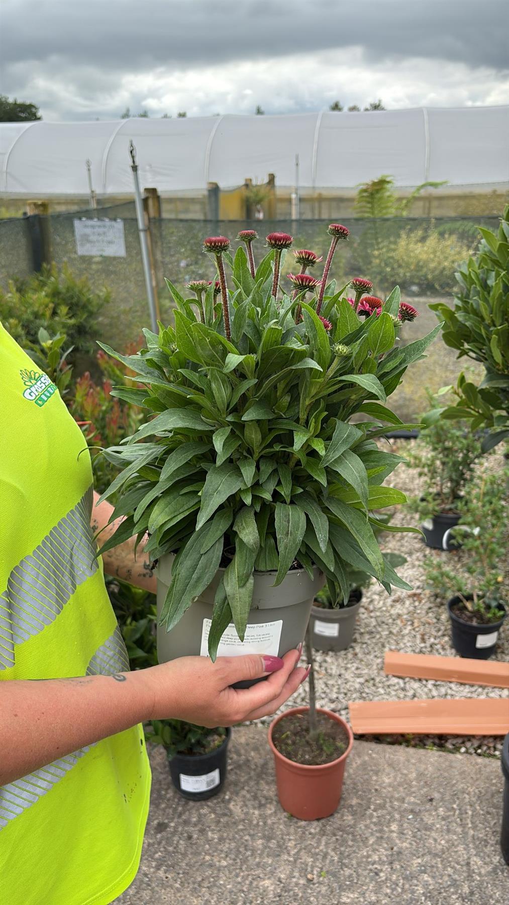 Echinacea Sunseeker Deep Pink 3 Litre Pot
