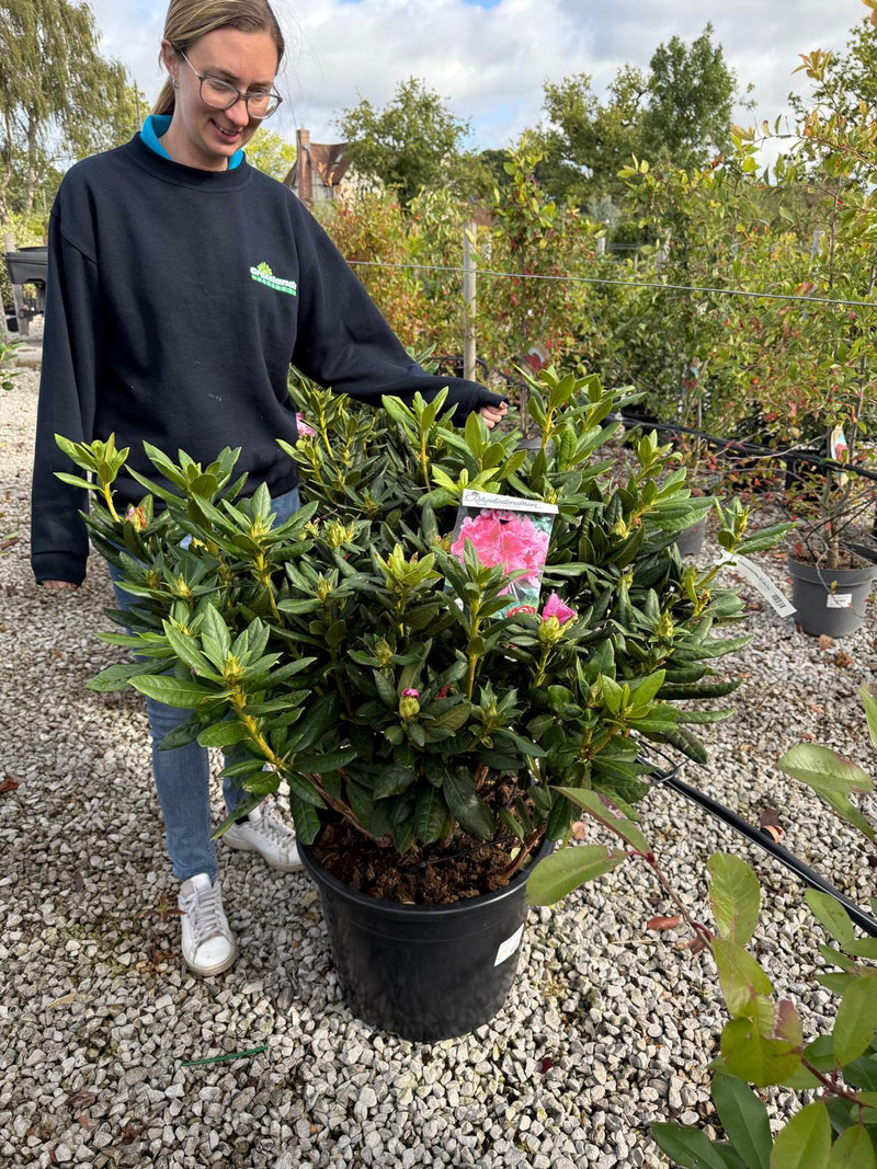 Rhododendron Hybrid Cosmopolitan 40 Litre Pot