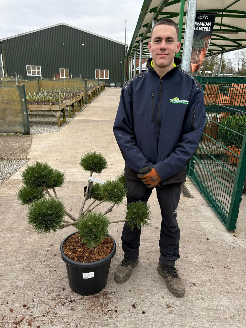 Pinus Nigra Brepo Bonsai 25 Litre Pot — Grasslands Nursery