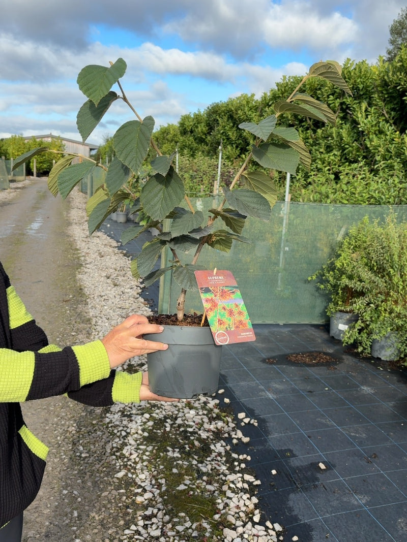 Hamamelis Intermedia Jelena 4 Litre Pot 40-60cm Tall