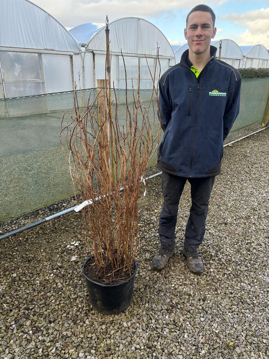 Hydrangea arborescens Annabelle 20 Litre Pot 80/100cm