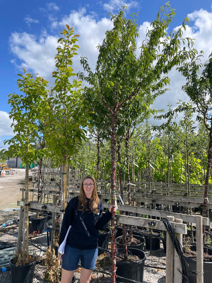 Prunus Serrula Extra Heavy Standard 12/14cm Girth