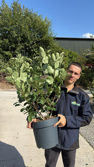 Aronia Prunifolia Viking 12 Litre Pot 60/100cmViking 30 Litre Pot