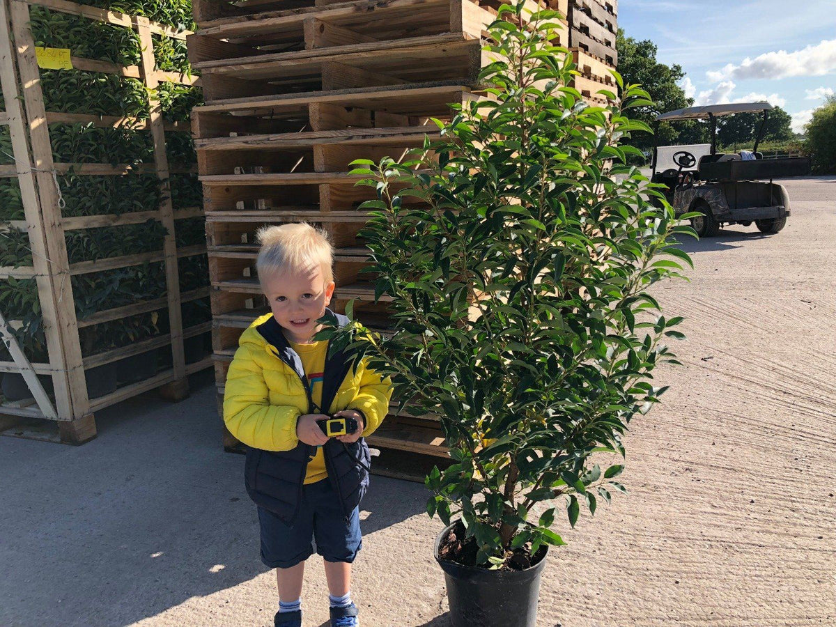 Prunus L. Myrtifolia Portuguese Laurel 7 Litre 80-100cm