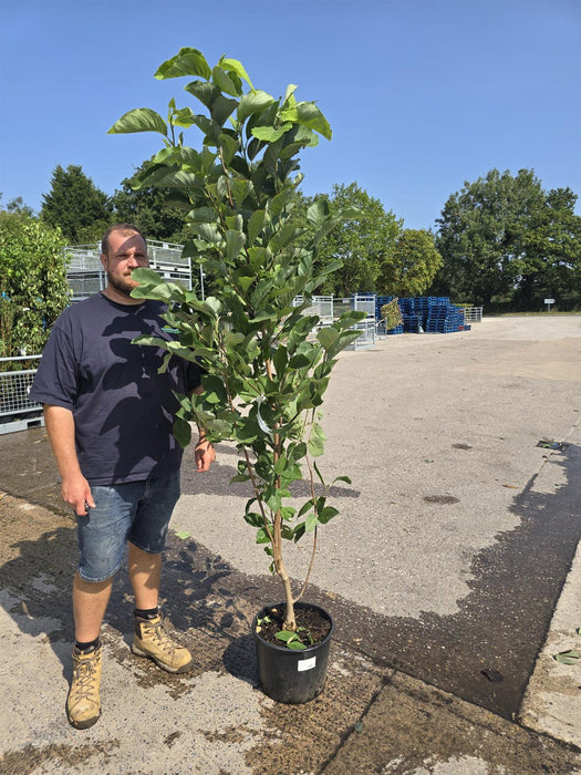 Magnolia Daphne 20 Litre Pot 150/175cm