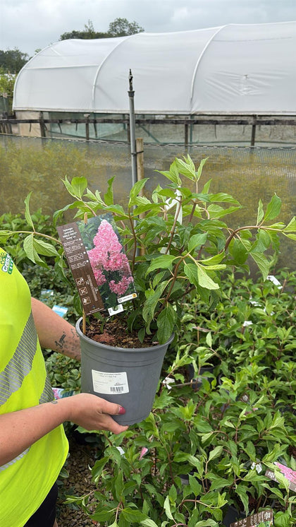 Hydrangea paniculata Vanille Fraise 4.5 Litre Pot