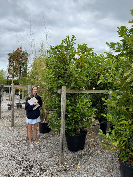 Cherry Laurel Hedging 250cm 90 Litre Pot