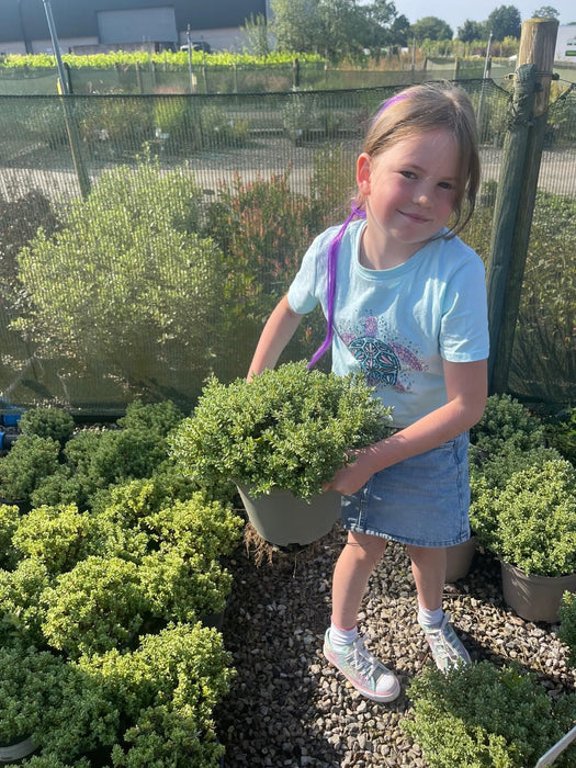 Hebe Topiaria 2 Litre Pot