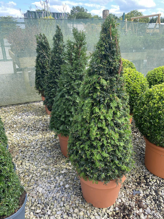Yew Taxus Baccata Cone 12 Litre Pot 80/100cm