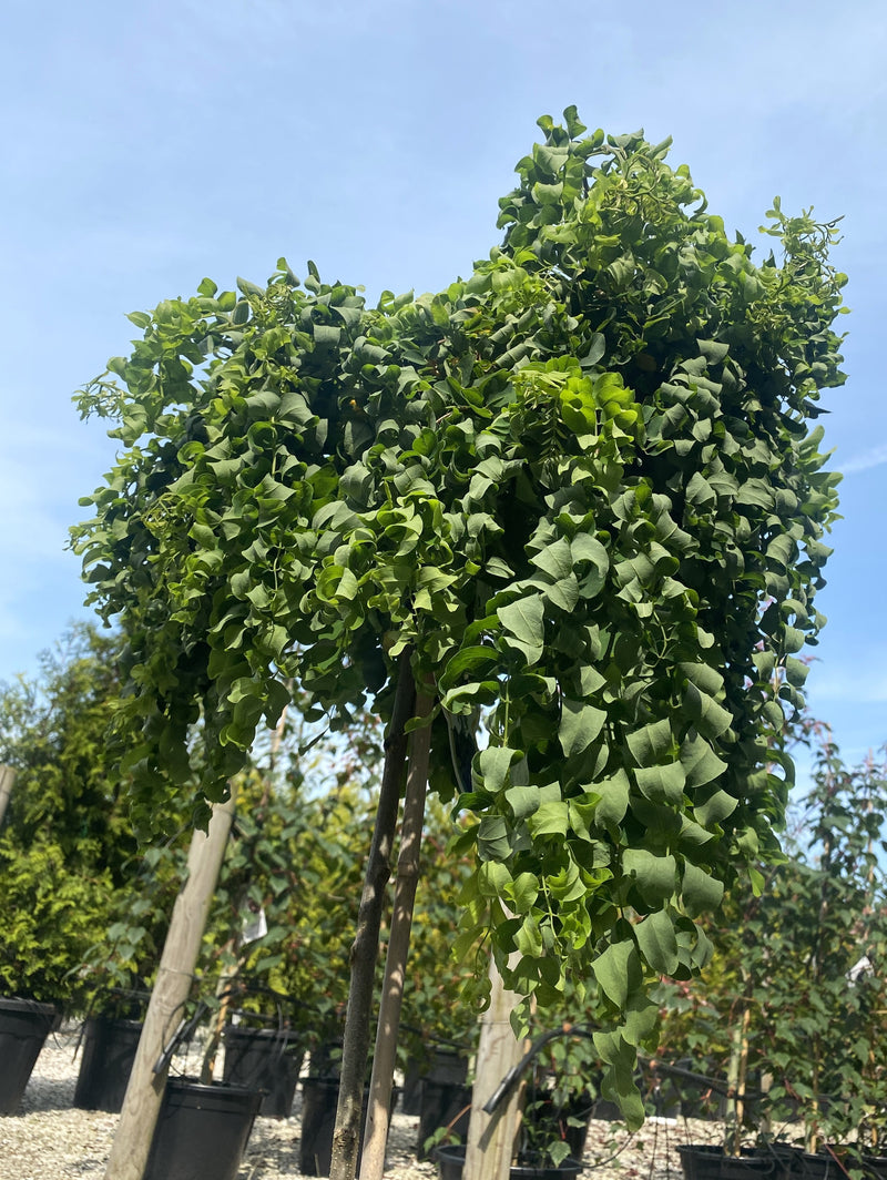 Robinia pseud. Twisty Baby 5 Litre Pot Half Standard
