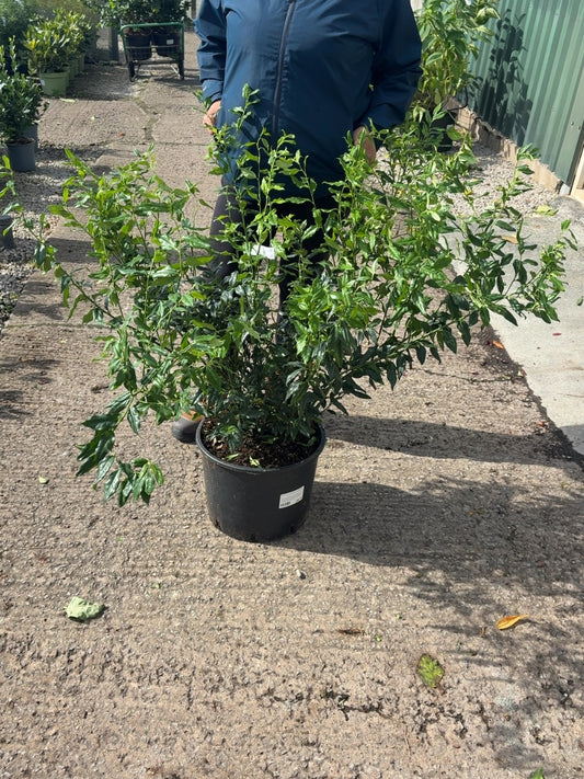 Sarcococca Confusa 20 Litre Pot 60-80