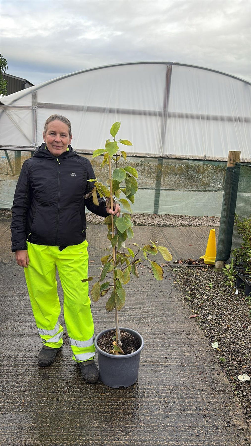 Magnolia Butterflies 15 Litre Pot Tree Shape