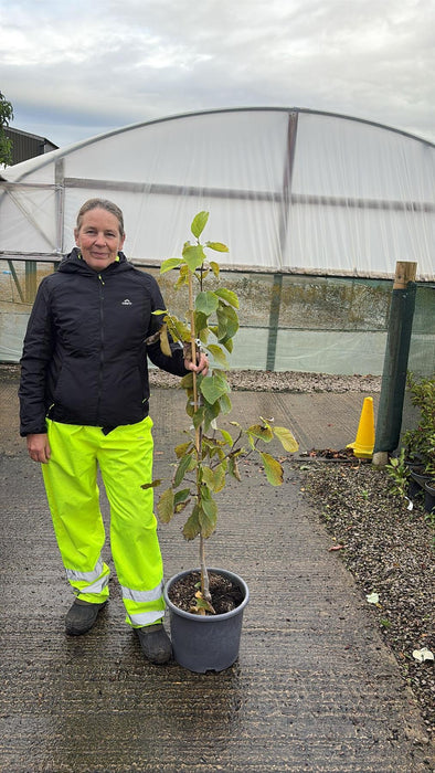 Magnolia Butterflies 15 Litre Pot Tree Shape