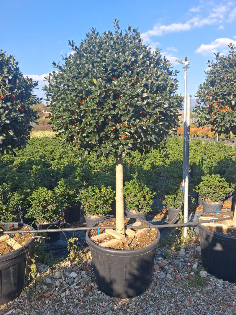 Ilex Nellie Stevens 3/4 Standard 150 Litre Pot 150cm Stem 100/120cm Head