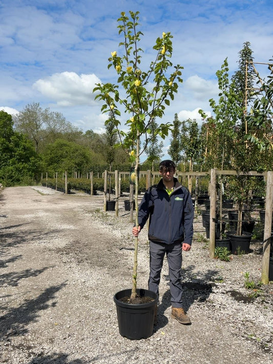 Magnolia Yellow Bird Tree 8/10cm Girth