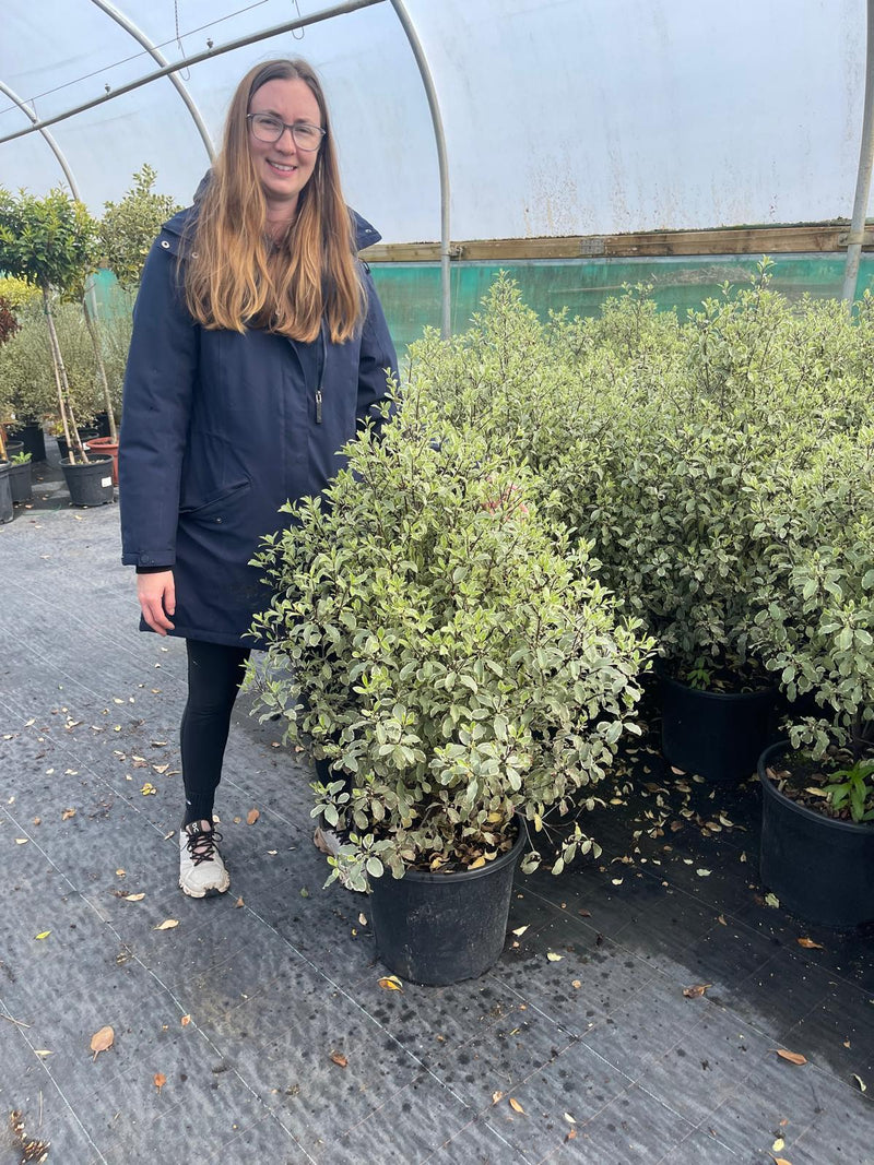 Pittosporum Tenuifolium Silver Queen 20 Litre Pot