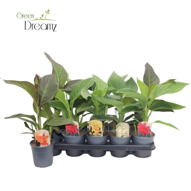 Canna Cannova Mix 2 Litre Pot