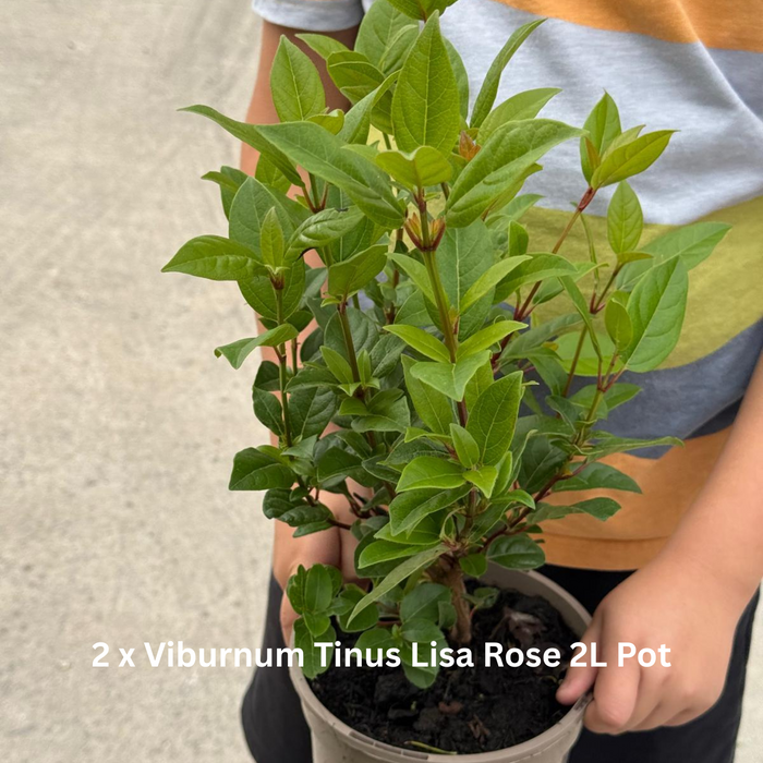 12 x Winter Colour Border Pack