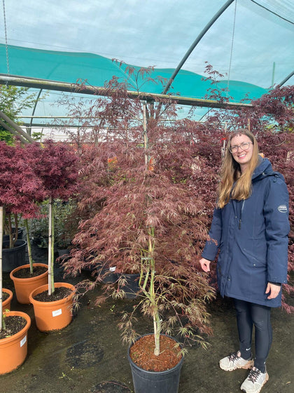 Acer palmatum Garnet 25 Litre Pot
