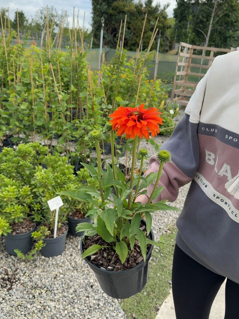 Echinacea 'Sunseekers Mineola' - Coral Coneflower 3 Litre Pot
