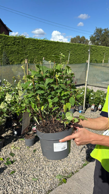 Philadelphus Belle Etoile 4 Litre Pot 40/60cm