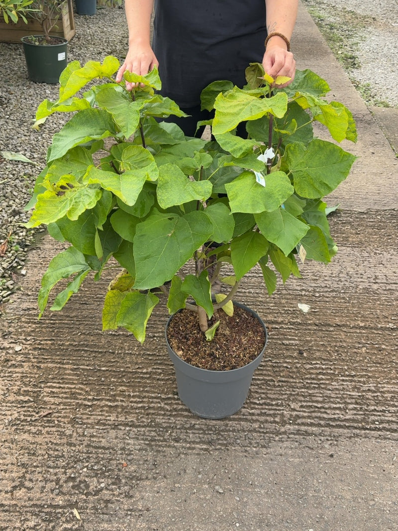 Catalpa Bignionoides Aurea 12 Litre Pot 100/125cm