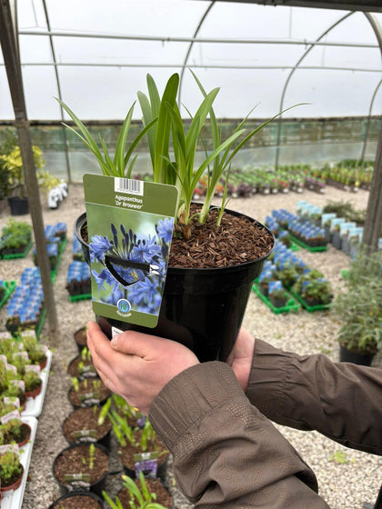 Agapanthus Dr Brouwer 5 Litre Pot