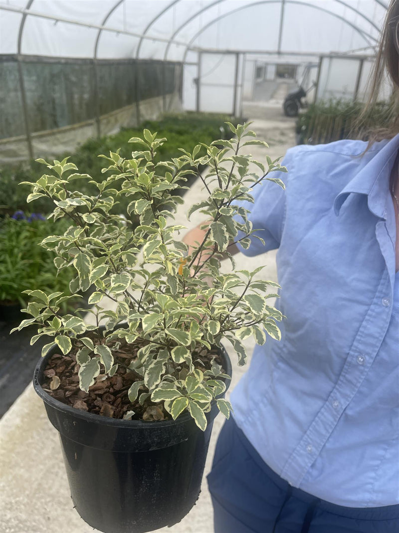 Pittosporum Tenu. Variegatum 3 Litre Pot