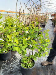 Exochorda serratifolia Snow White 10 Litre Pot