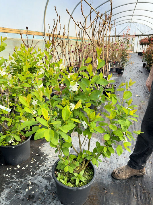 Exochorda serratifolia Snow White 10 Litre Pot