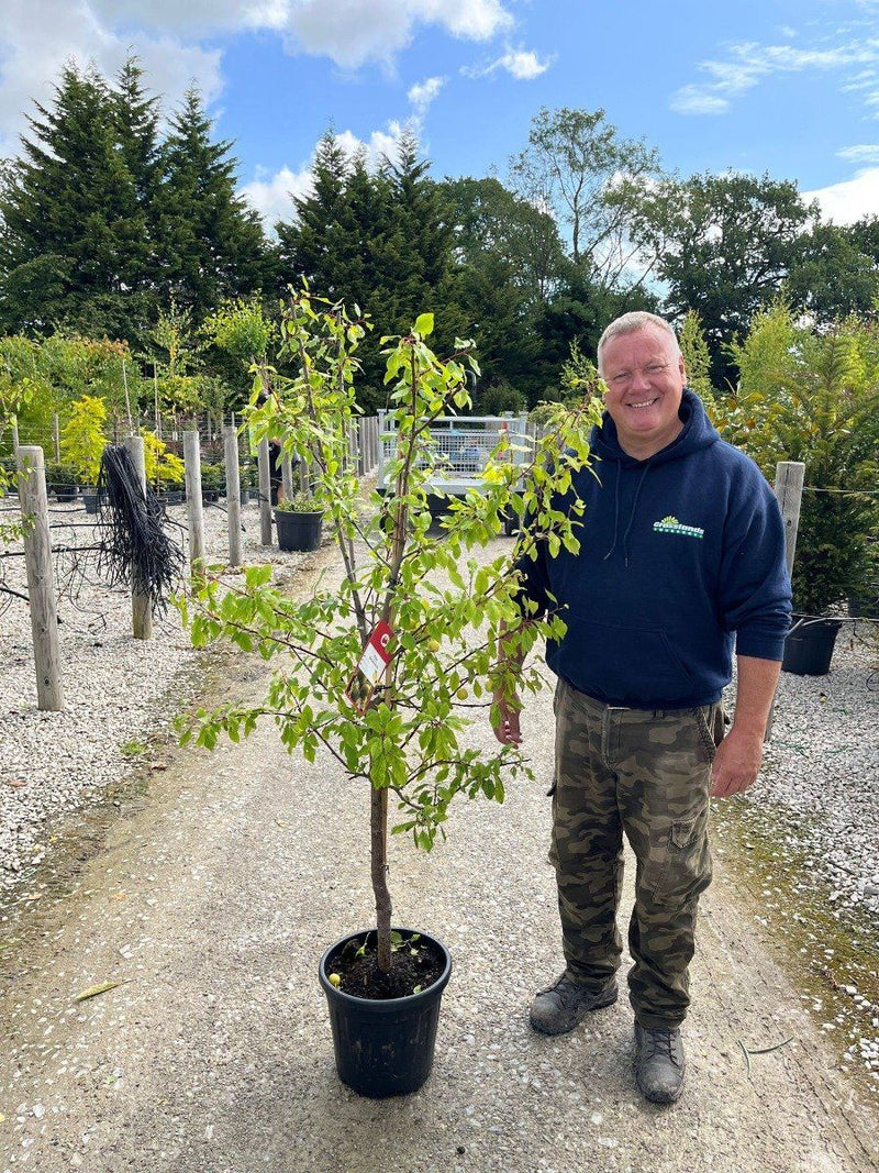 Plum Prunus Syriaca Ballamira 15 Litre Pot