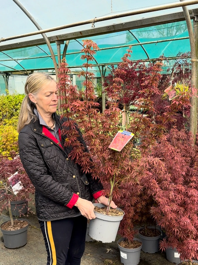 Acer Palmatum Jerre Schwartz 5 Litre Pot