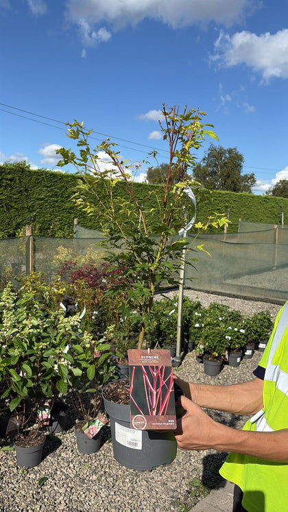Acer Palmatum Sangokaku 4 Litre Pot 40/60cm Tall