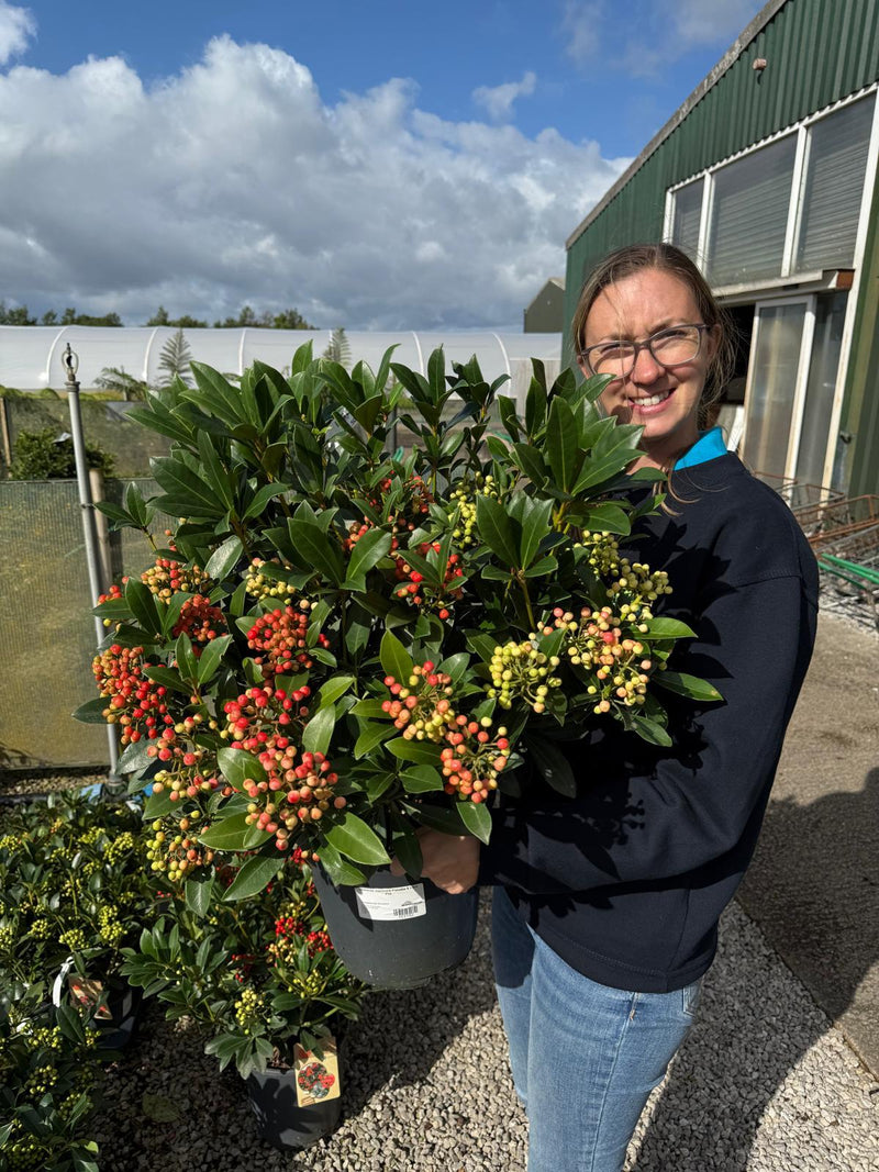 Skimmia Japonica Pabella 5 Litre Pot