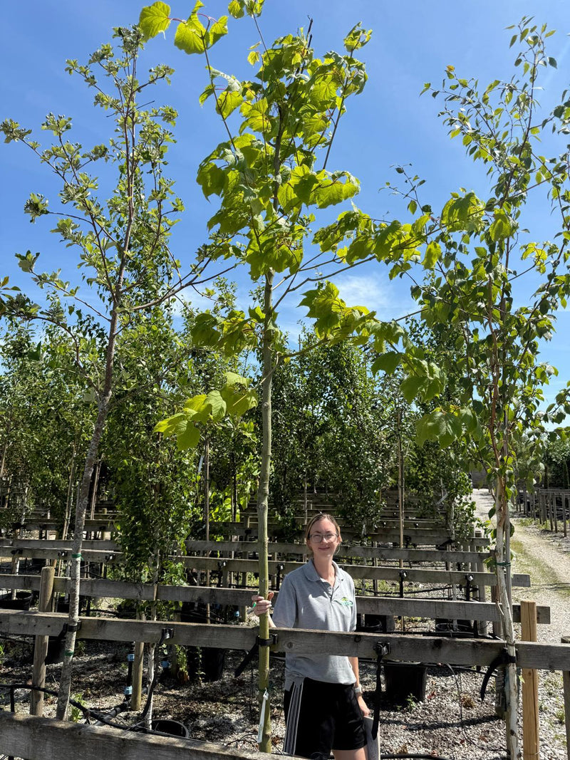 Acer Capillipes Standard 10-12cm Girth 55 Litre Pot Seconds