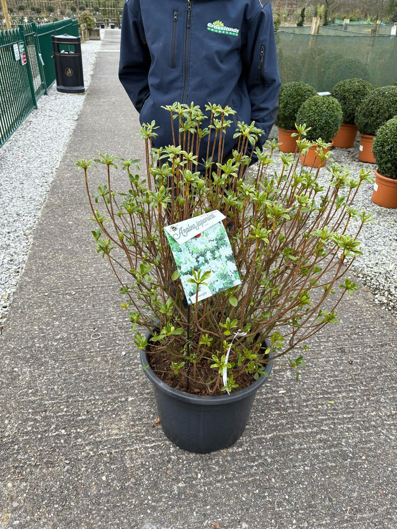 Azalea japonica Luzi 40 Litre Pot Specimen Sized